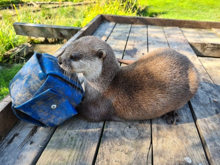 Otter firehose cube.jpg